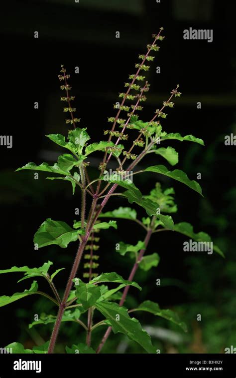 kerala tulsi all 60 videos|Free Indian Medicine Plant Tulsi Videos .